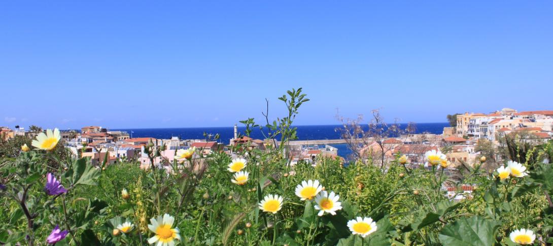 White and yellow flowers with a blue sea in the background. 