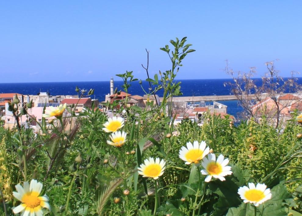Yellow and white flowers with a town and a blue sea in the background.